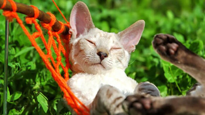 Can a catnap condemn you to poor sleep?