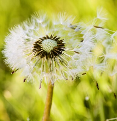 Wissenswertes zu Allergien