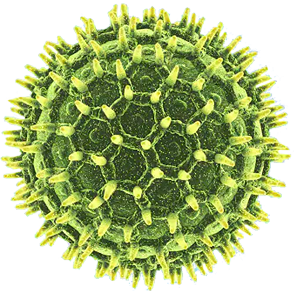 virus particle