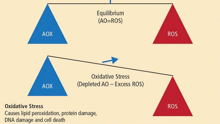 Oxidative stresss