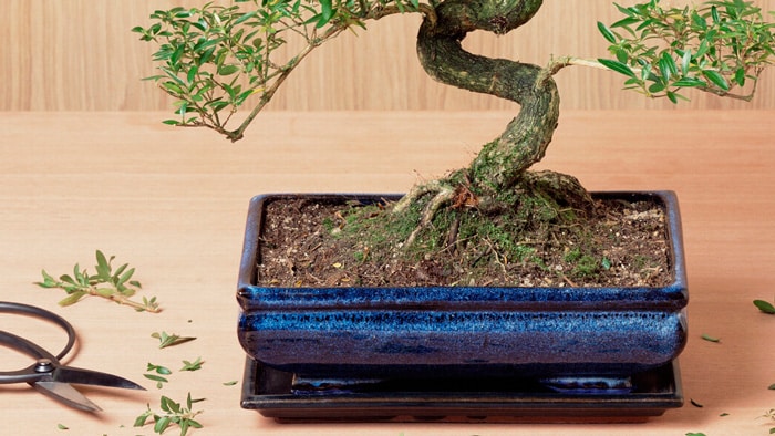 Pubic hair, having less looks like you have more