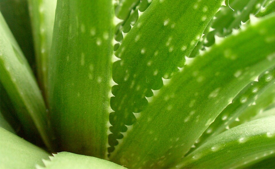 Aloe Vera