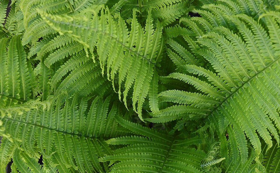 Boston Fern