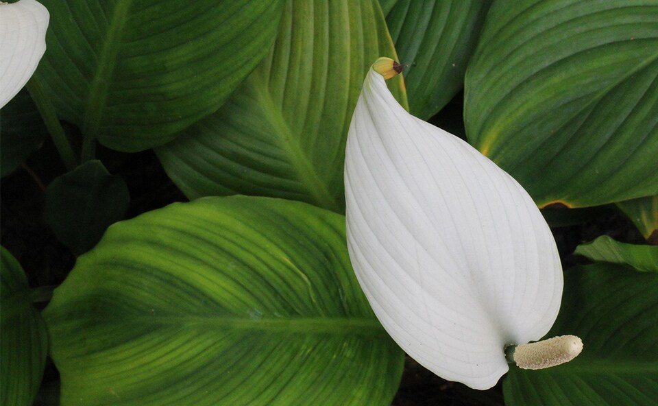 Peace Lily