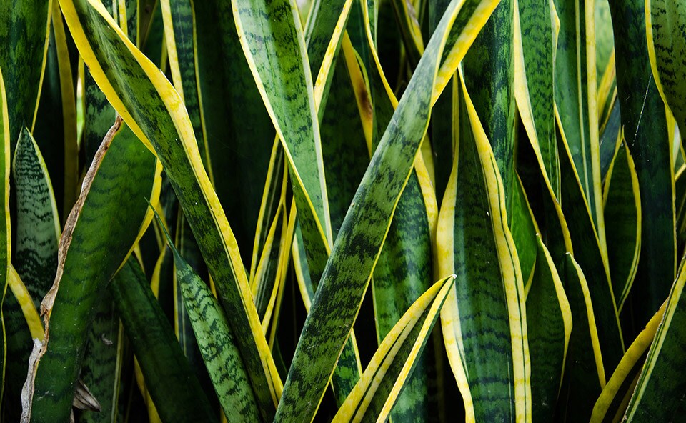 Snake Plant