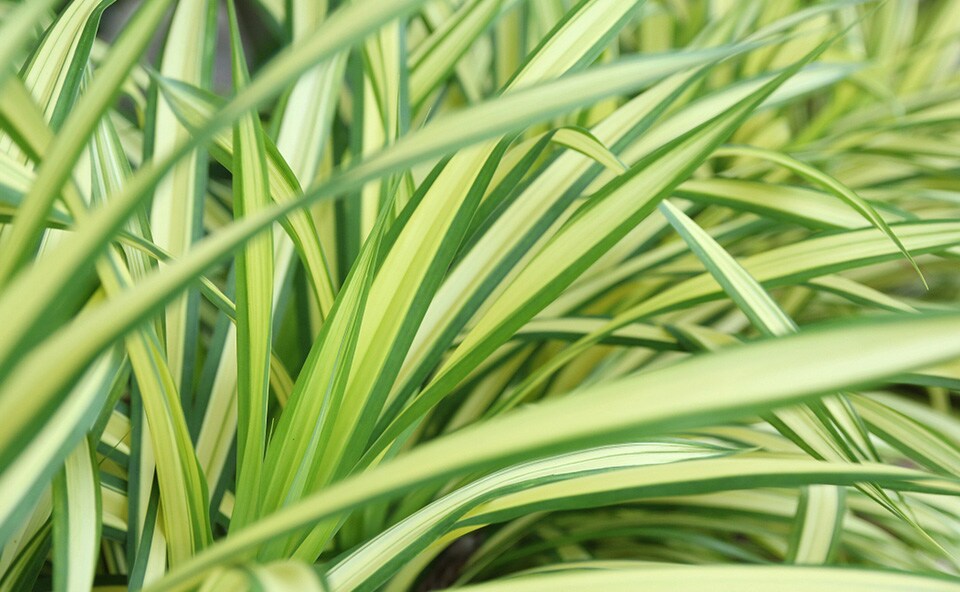 Spider plant