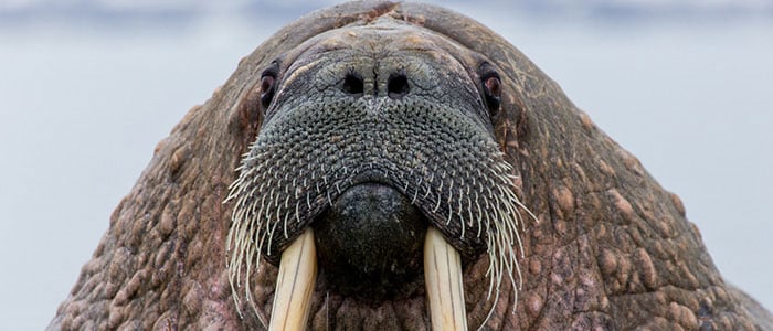 Closeup of a walrus looking directly into the camera.