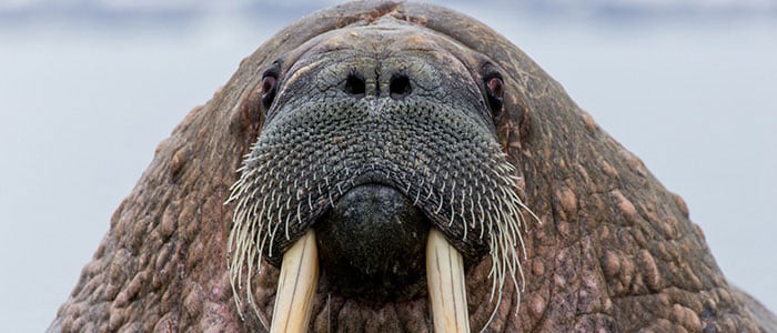 How to grow a Walrus Moustache, and tame it | Philips