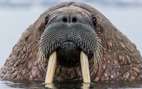 How to grow a Walrus Moustache, and tame it