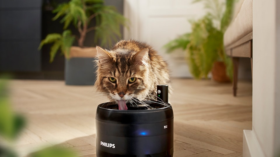 Flowing water from the fountain makes your cat to drink more