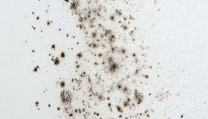 Allergens at home